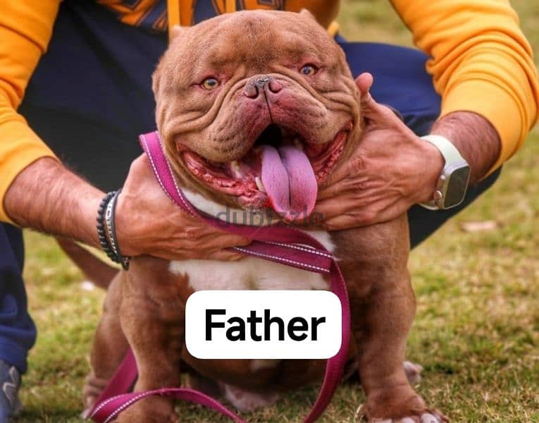 Top American bully female 0