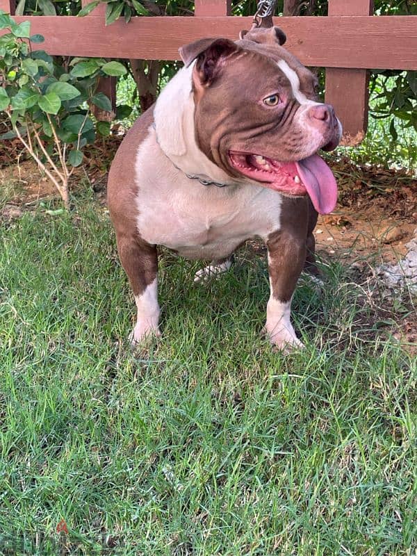 Top American bully female 2