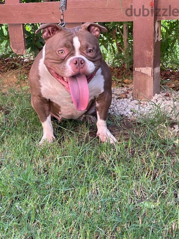 Top American bully female 3