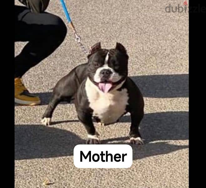 Top American bully female 5