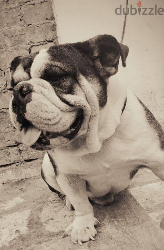 english bulldog 1