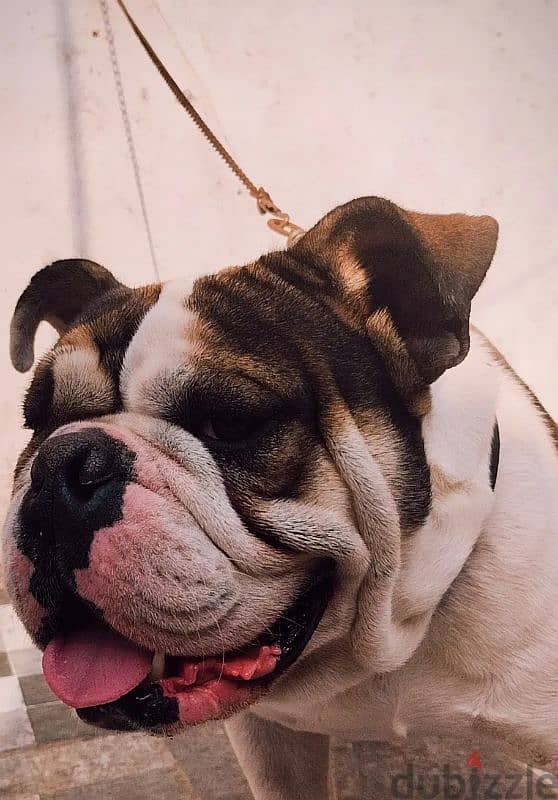 english bulldog 2