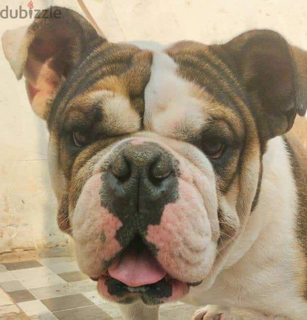 english bulldog 3