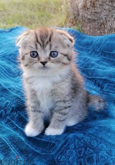 scottish fold  golden