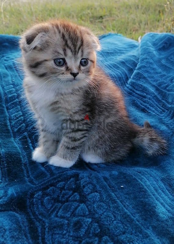 scottish fold  golden tabby 1