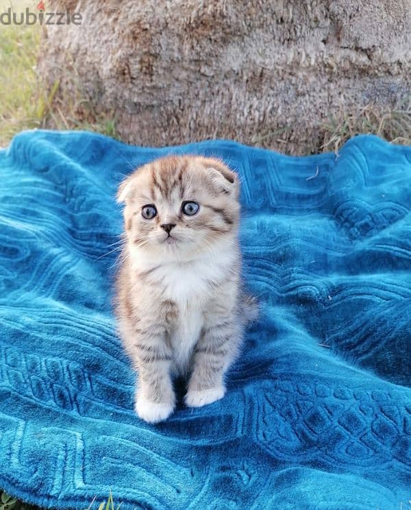 scottish fold  golden tabby 2