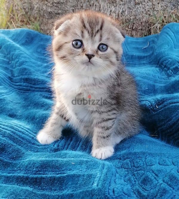 scottish fold  golden tabby 3