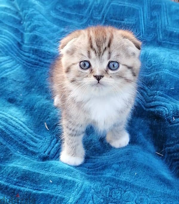 scottish fold  golden tabby 4