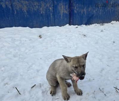 Czechoslovakian wolfdog puppy boy from Russia