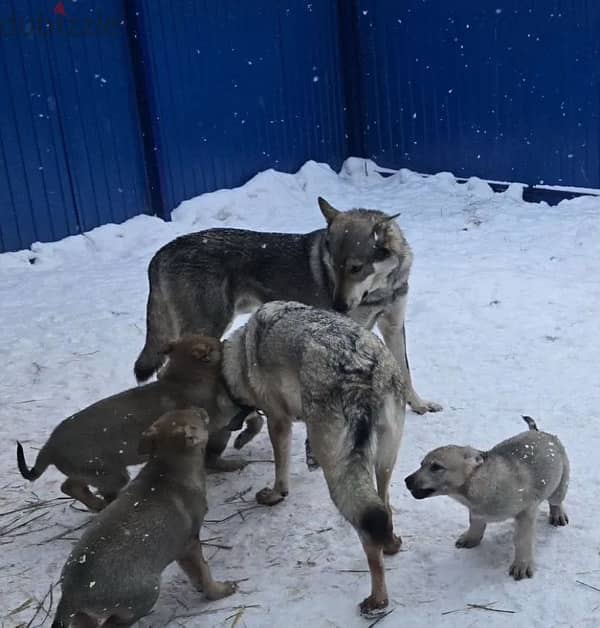 Czechoslovakian wolfdog puppy boy from Russia 1