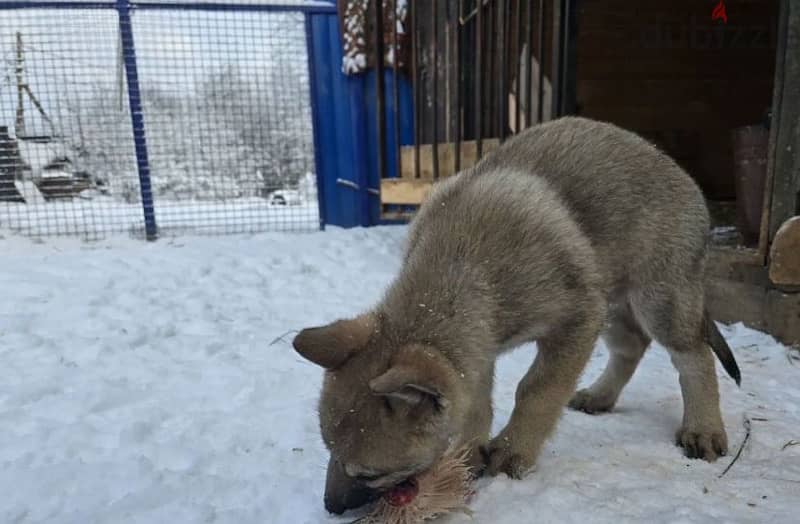 Czechoslovakian wolfdog puppy boy from Russia 2