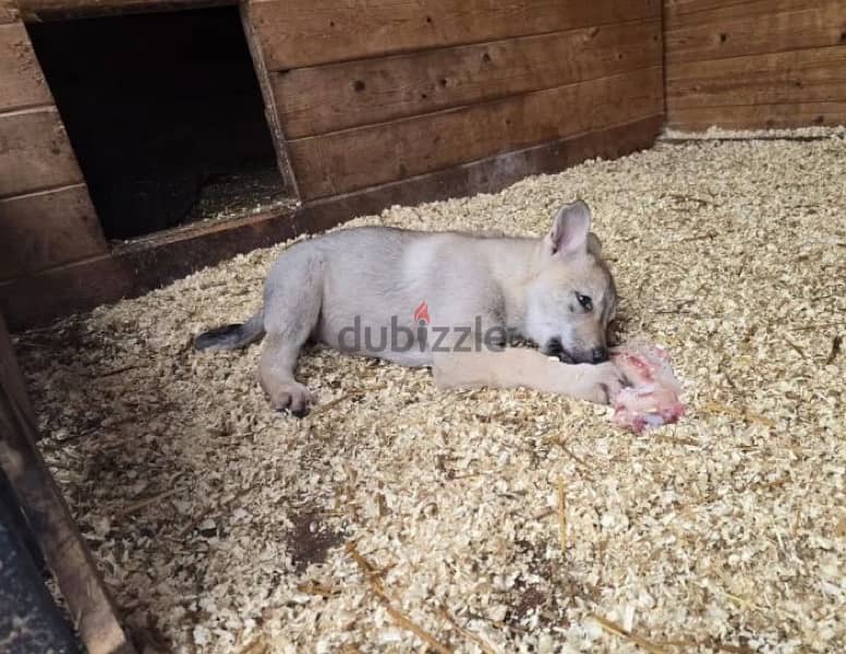 Czechoslovakian wolfdog puppy boy from Russia 3