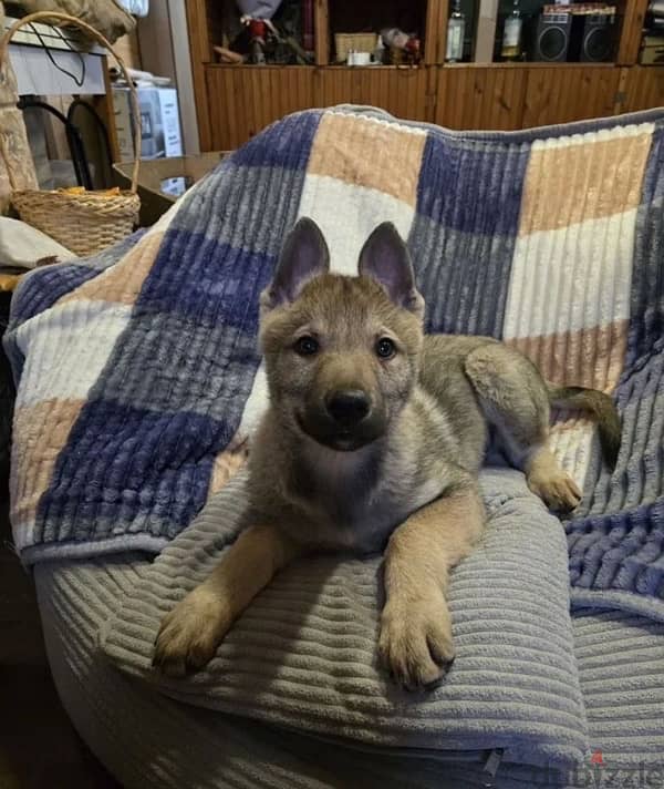 Czechoslovakian wolfdog puppy boy from Russia 4