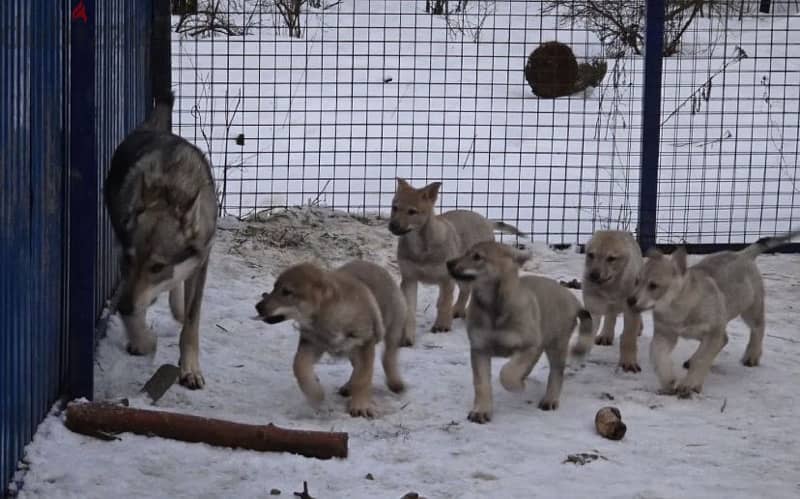 Czechoslovakian wolfdog puppy boy from Russia 5