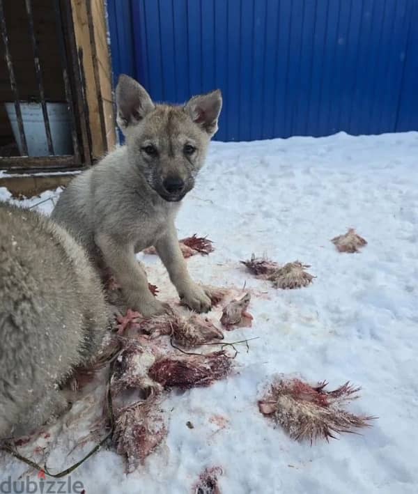 Czechoslovakian wolfdog puppy boy from Russia 6