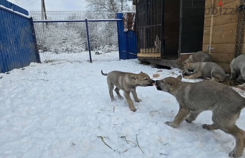 Czechoslovakian wolfdog puppy boy from Russia 7