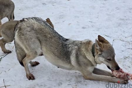 Czechoslovakian wolfdog puppy boy from Russia