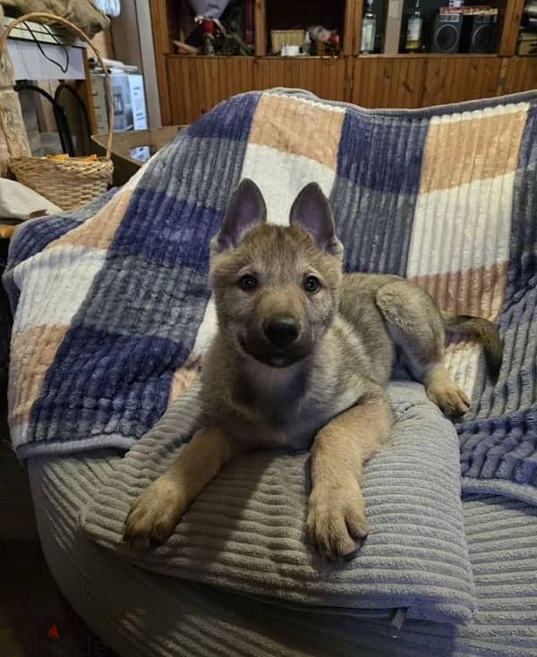 Czechoslovakian wolfdog puppy boy from Russia 9