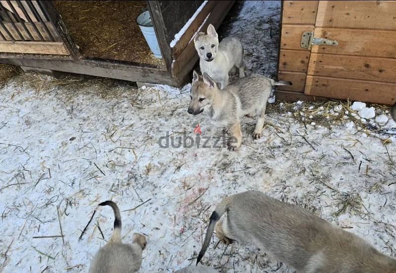 Czechoslovakian wolfdog puppy boy from Russia 10