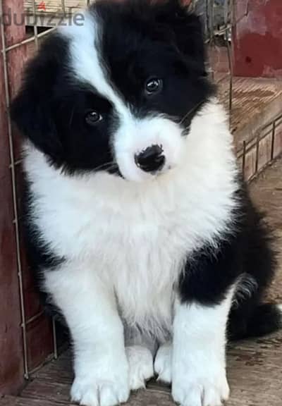 Border Collie puppy boy from Russia