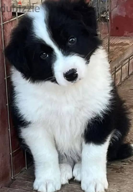 Border Collie puppy boy from Russia 0