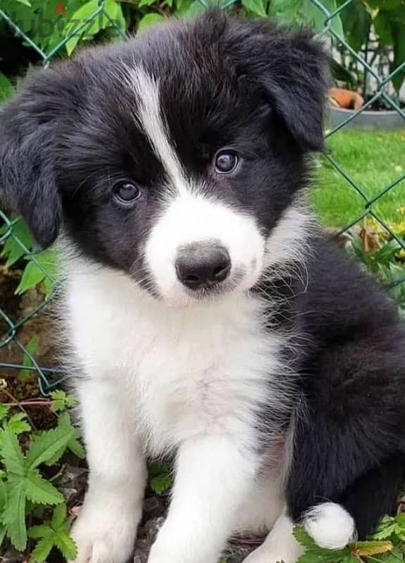 Border Collie puppy boy from Russia 1