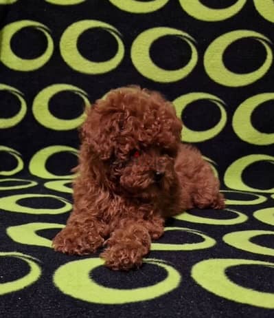 toy poodle puppy boy from Russia