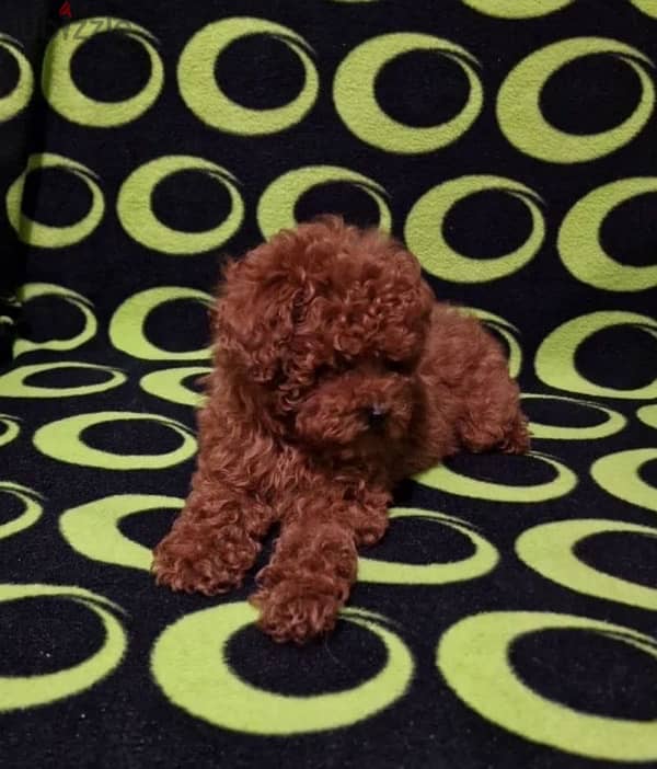 toy poodle puppy boy from Russia 1