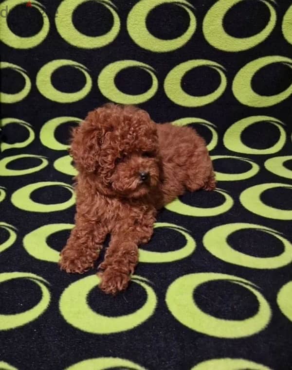 toy poodle puppy boy from Russia 2