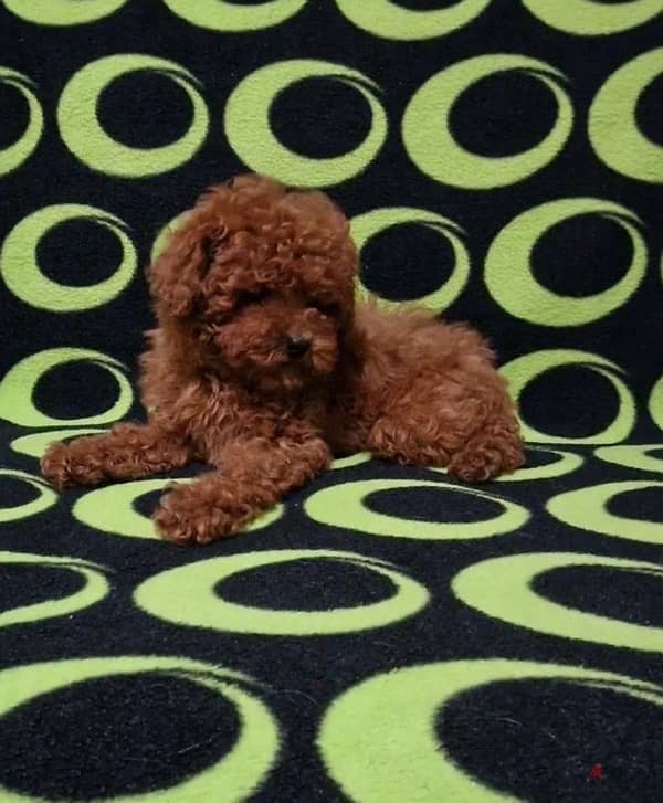 toy poodle puppy boy from Russia 3