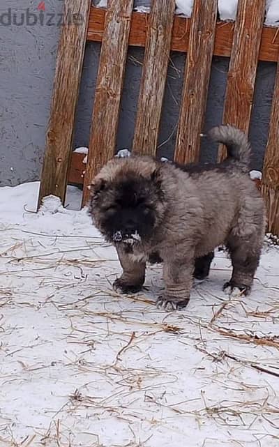 Gorgeous Caucasian shepherd boy