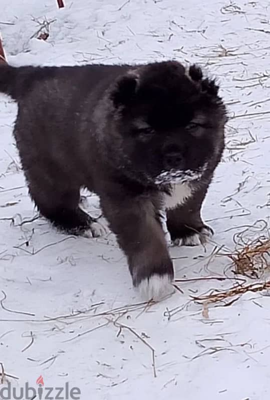 Gorgeous Caucasian shepherd boy 1