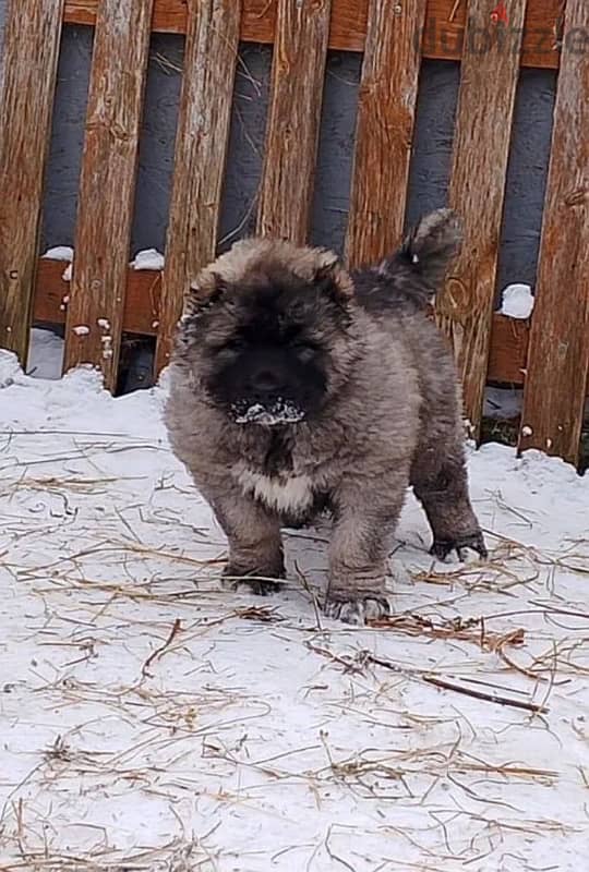 Gorgeous Caucasian shepherd boy 2