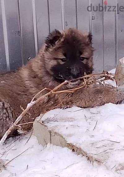 Gorgeous Caucasian shepherd boy