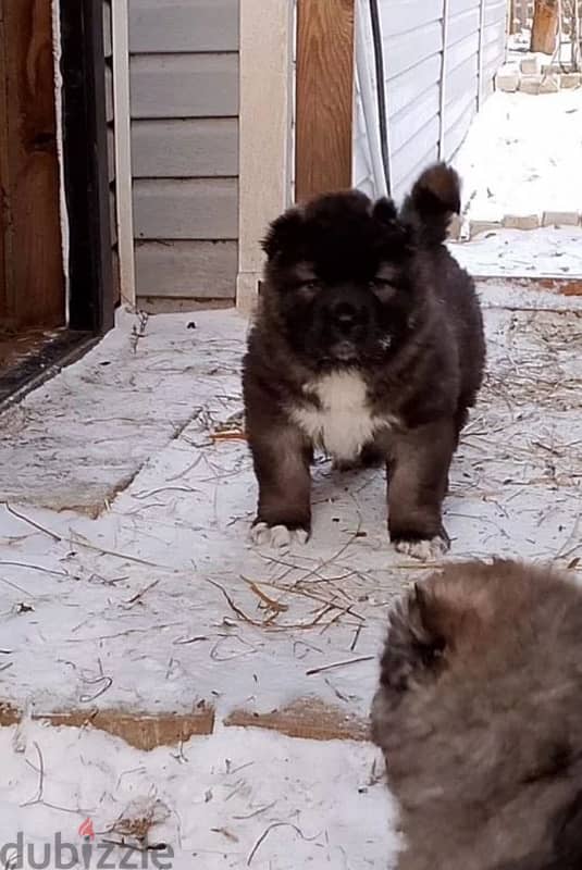 Gorgeous Caucasian shepherd boy 4