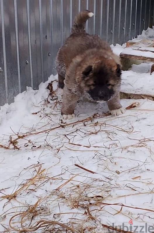 Gorgeous Caucasian shepherd boy 5