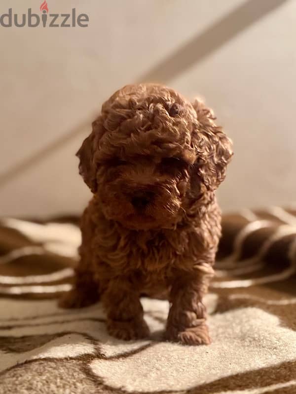 Chinese poodle tea cup 0