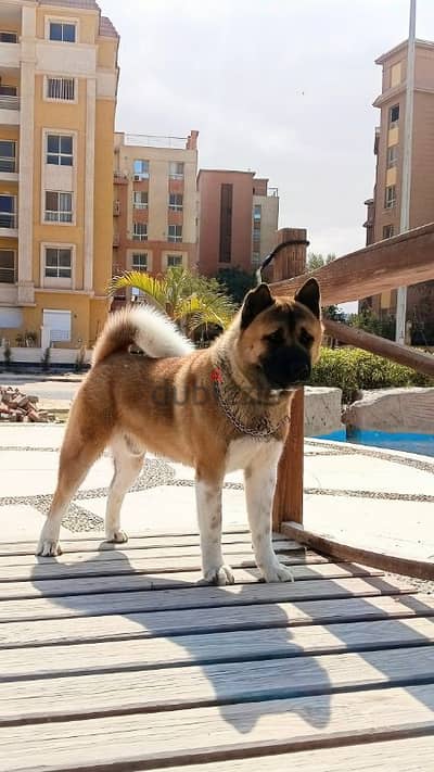 american Akita male 11 months