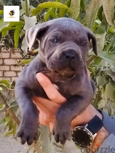 Cane Corso