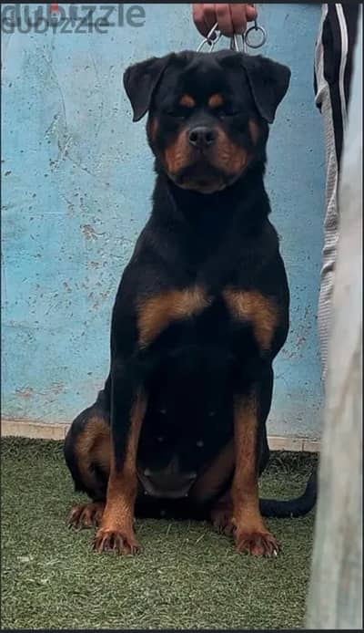 Female rottweiler