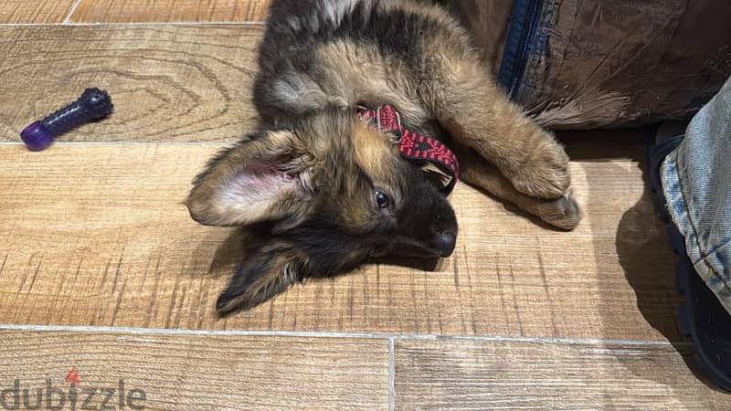 German shepherd puppy (LONG HAIR) 3