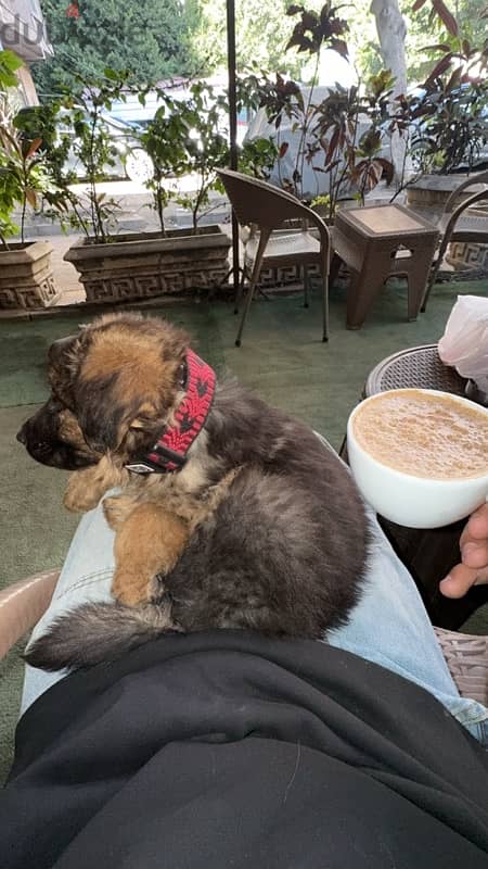 German shepherd puppy (LONG HAIR) 0