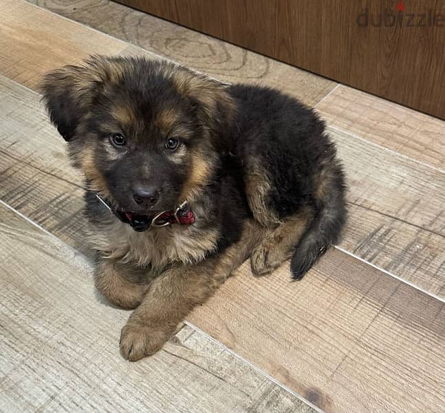 German shepherd puppy (LONG HAIR) 1