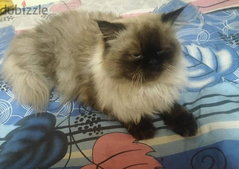 Himalayan Cats قطط هيمالايا 1