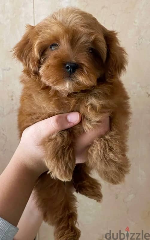 Super Boy Toy Maltipoo 1