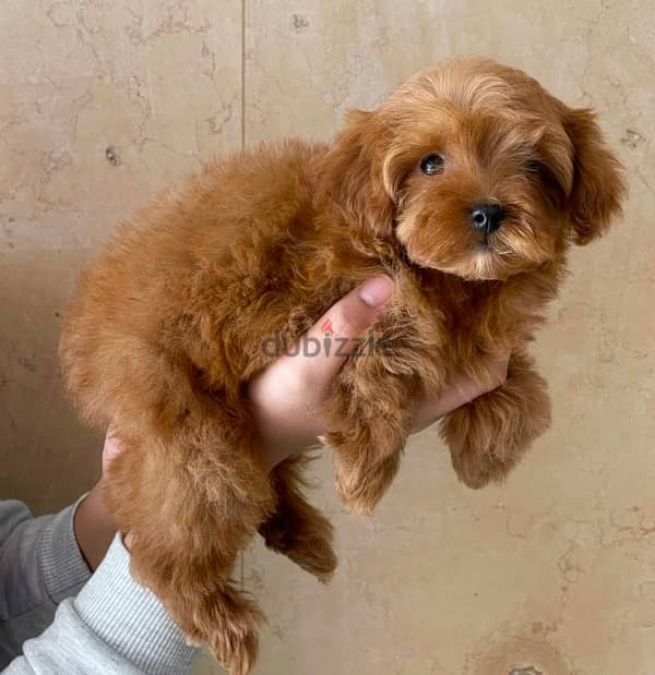 Super Boy Toy Maltipoo 5