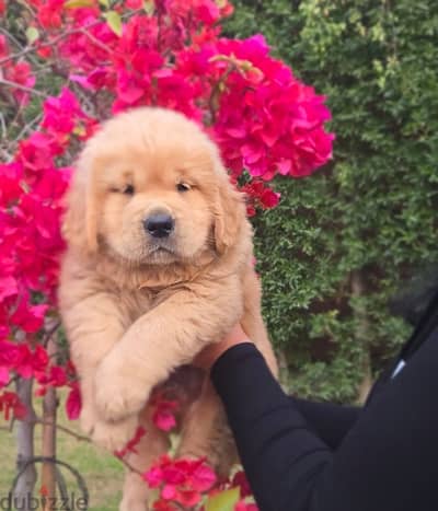 Chinese Golden Retrievers