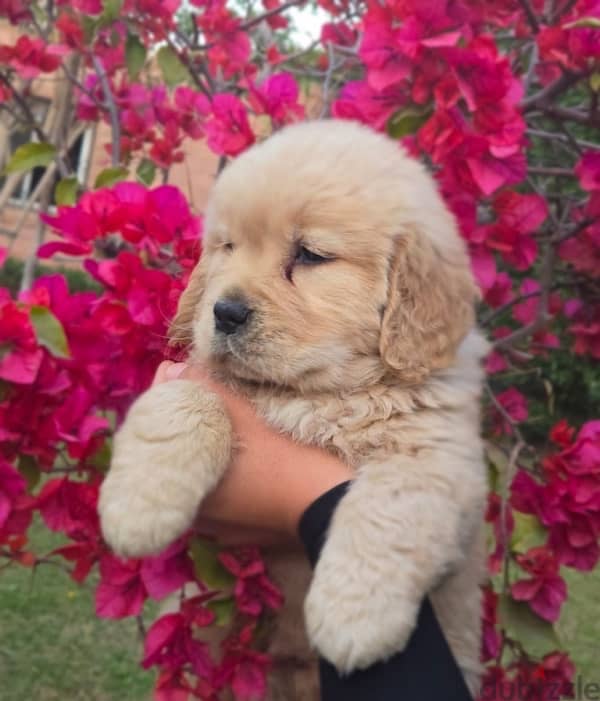 Chinese Golden Retrievers 3