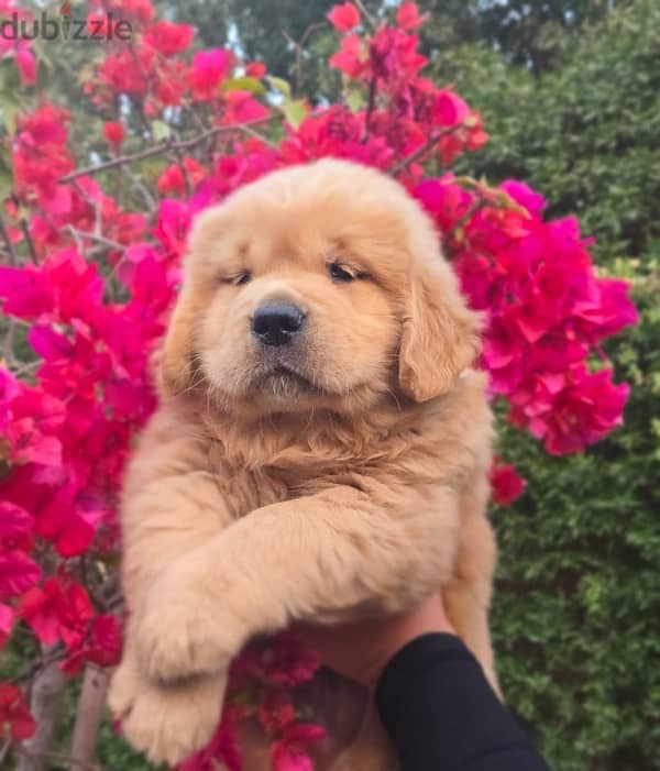 Chinese Golden Retrievers 4