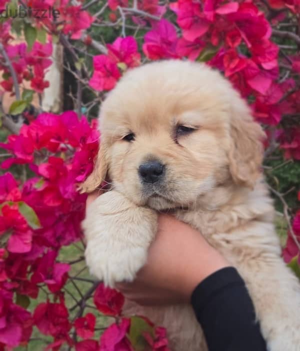 Chinese Golden Retrievers 5